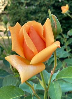 an orange rose with green leaves in the background