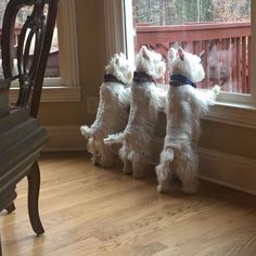 three small white dogs standing on their hind legs in front of a window looking out