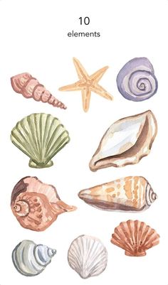 watercolor seashells and starfish on white paper with the words, 10 elements