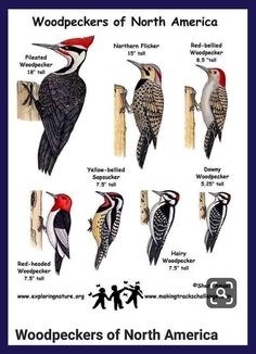 the woodpeckers of north america are depicted in this poster, which shows different types of birds