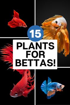 five different types of fish with the words plants for bettass