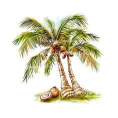 a palm tree with two coconuts on the ground