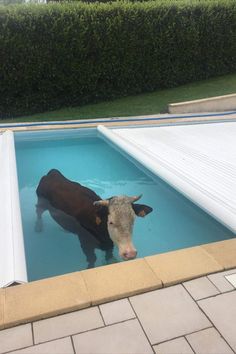 a cow is standing in the pool with his head sticking out from it's side