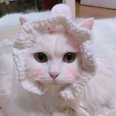 a white cat wearing a knitted hat with ears