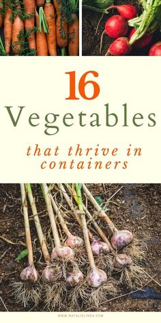 the cover of 16 vegetables that have been harvested in containers, including carrots and radishes