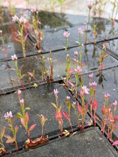 small pink flowers growing out of the ground in the rain on a rainy day,