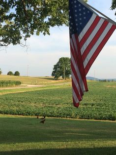 an american flag hanging from the side of a tree next to a field with crops