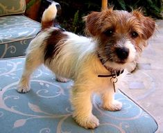 a small brown and white dog standing on top of a blue chair