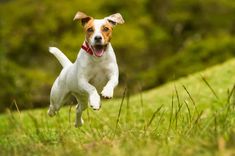 a small white and brown dog jumping in the air with its mouth open, on a grassy