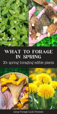 what to forage in spring 20 spring foraging edible plants