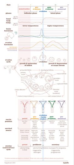 Period Cycle Hormones, 25 Day Menstrual Cycle, Cycle Syncing Hormone Chart, Menstrual Cycle Phases Hormones, Menstrual Phase Symptoms, Menstrual Cycle Phases Discharge, Hormone Cycle Chart, Menstrual Cycle Journal, Female Cycle Phases