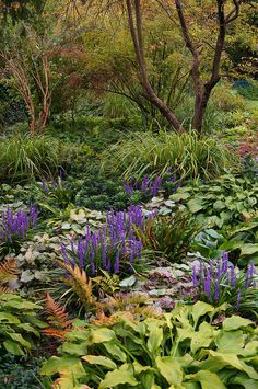 a garden with lots of plants and trees in the background, surrounded by green foliage