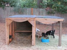 three goats are eating hay out of a blue bowl under a wooden structure with a fence in the background