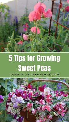 pink flowers in a pot with text overlay that reads 5 tips for growing sweet peas