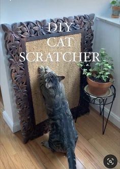 a cat standing on its hind legs in front of a scratching board with the caption diy cat scratcher