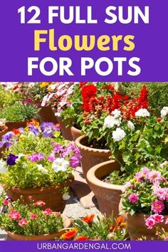 flower pots with flowers in them and the words, 12 full sun flowers for pots