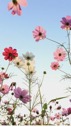 pink and white flowers are in the foreground against a blue sky