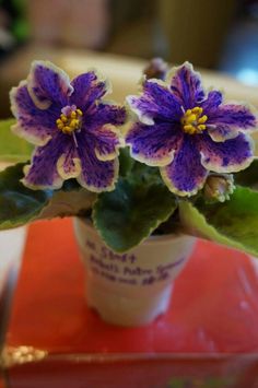 purple and white flowers are in a small pot