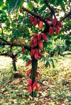 the fruit is growing on the tree and ready to be picked from it's branches