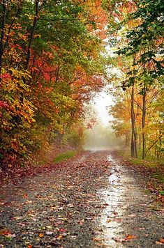 an empty dirt road surrounded by trees with leaves on the ground and fallen leaves all around it