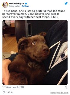 a person holding a brown dog in their lap with the caption, this is kona she's so grateful that she found her forever human can't believe she gets to spend