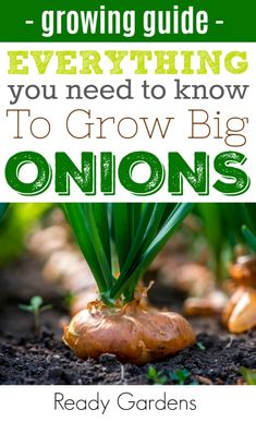 an onion growing in the ground with text overlaying it that reads, growing guide everything you need to know to grow onions