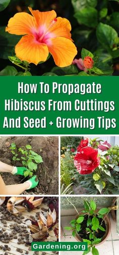 how to propagate hibiscus from cuttings and seed + growing tips