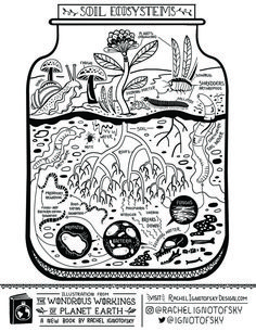 an image of the soil system in a jar