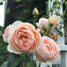 two pink roses are in front of a white fence