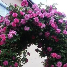 pink roses are growing on the side of a building