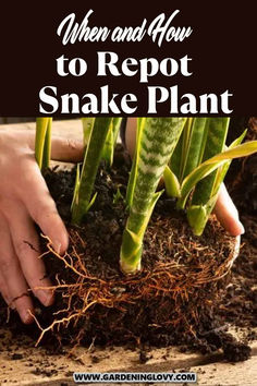 someone is digging in the dirt with their hands and plants to repot snake plant