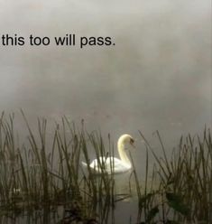 a white swan floating on top of a lake next to tall grass