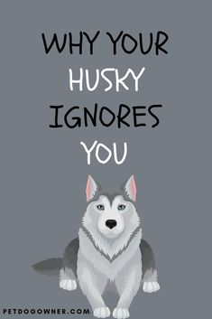 a husky dog with the words, why your husky wakes up so early