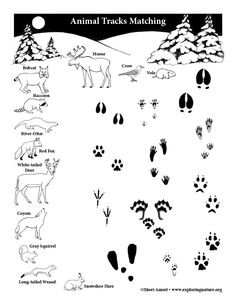 an animal track is shown in this black and white image with the words, draw a line from the animal to its tracks