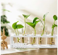 some plants are in glass bottles on a table