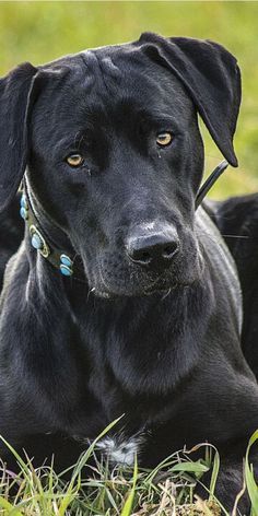 a large black dog laying in the grass