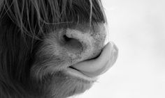 the nose of a horse with long hair