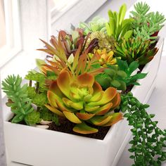 an assortment of succulents in a white planter