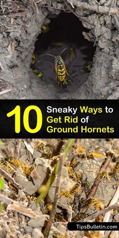 a group of yellow and black bugs in a hole with the words 10 sneaky ways to get rid of ground hornets