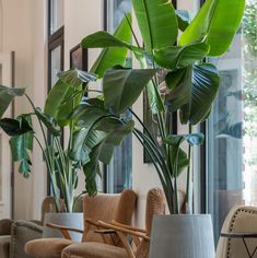 some chairs and plants in a room