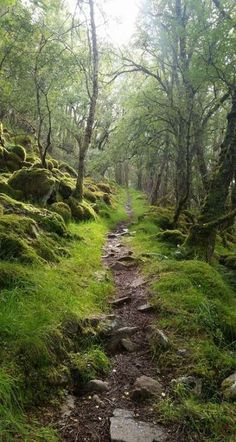 a trail in the woods with mossy rocks and trees