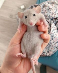 a person holding a small white rat in their left hand and it's face up to the camera