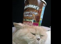 a white cat sleeping next to a ice cream container on top of it's head