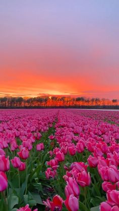 a field full of pink tulips with the sun setting in the background