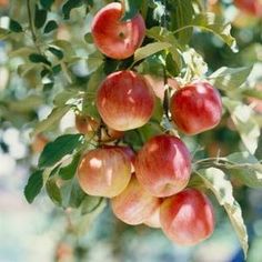 an apple tree filled with lots of ripe red apples hanging from it's branches