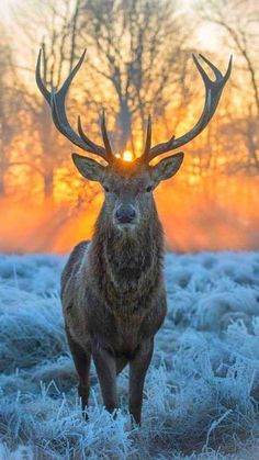 a deer standing in the middle of a frosty field with trees behind it at sunset