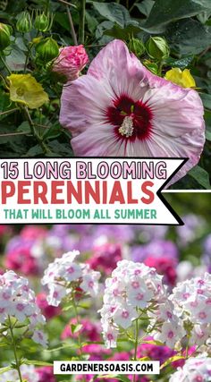 pink and white flowers with the title 15 long blooming perennials that will bloom all summer