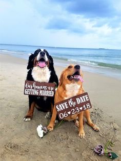 two dogs are sitting on the beach with signs in front of them that say save the date