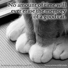 a black and white photo of a cat's paw with the caption, no amount of time will ever erase the memory of a good cat