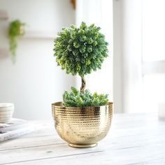 a small potted tree sitting on top of a wooden table next to a window